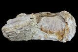 Agatized Fossil Coral Geode - Florida #188101-1